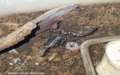 EMPEROR SCORPION/ KALAJENGKING EMPEROR